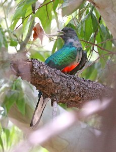 515 - EARED QUETZEL (6-13-2020) 31.8803, -109.2189,  fr42a, herb martyr rd, chiricahua mts, cochise co, az (5)