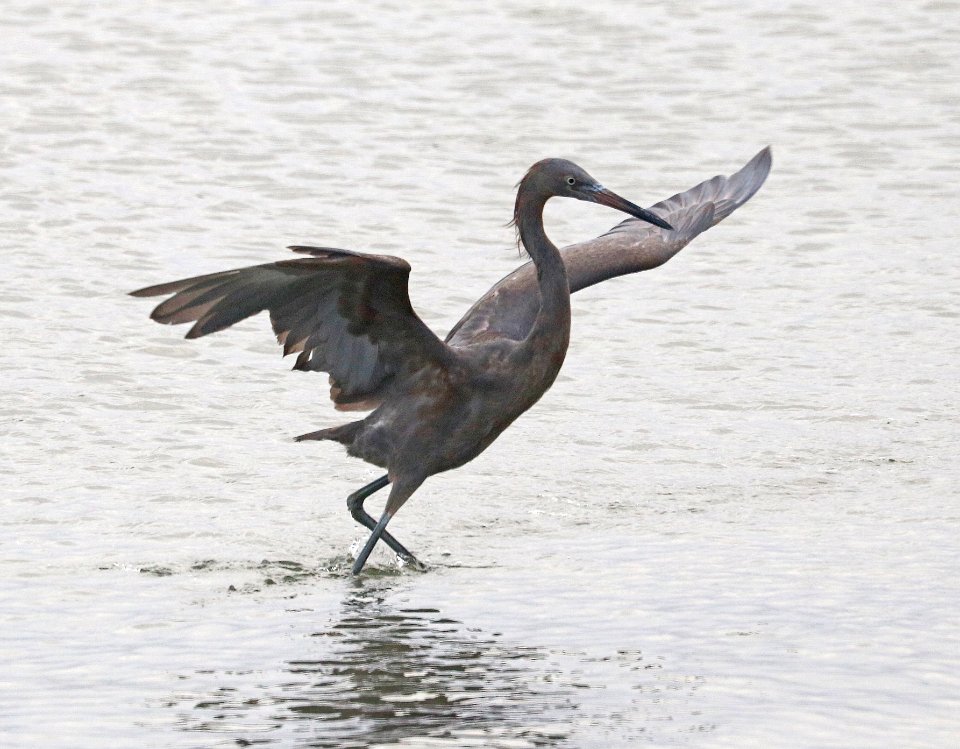 191 - REDDISH EGRET (1-11-2018) first year, attu st, coronado, san diego co, ca -01 (3)