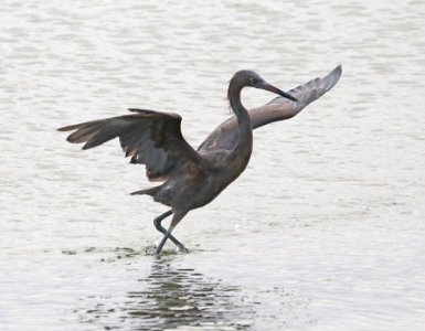191 - REDDISH EGRET (1-11-2018) first year, attu st, coronado, san diego co, ca -01 (3)