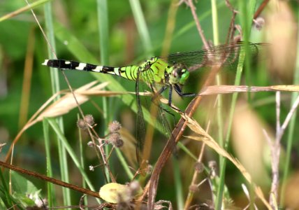 PONDHAWK, EASTERN (Erythemis simplicicolis) (5-25-2018) martin dies jr state park, jasper co, tx -02