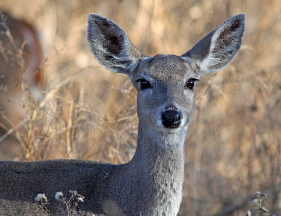 DEER, WHITE-TAILED (12-1-10) blue haven rd, patagonia, scc, az -01