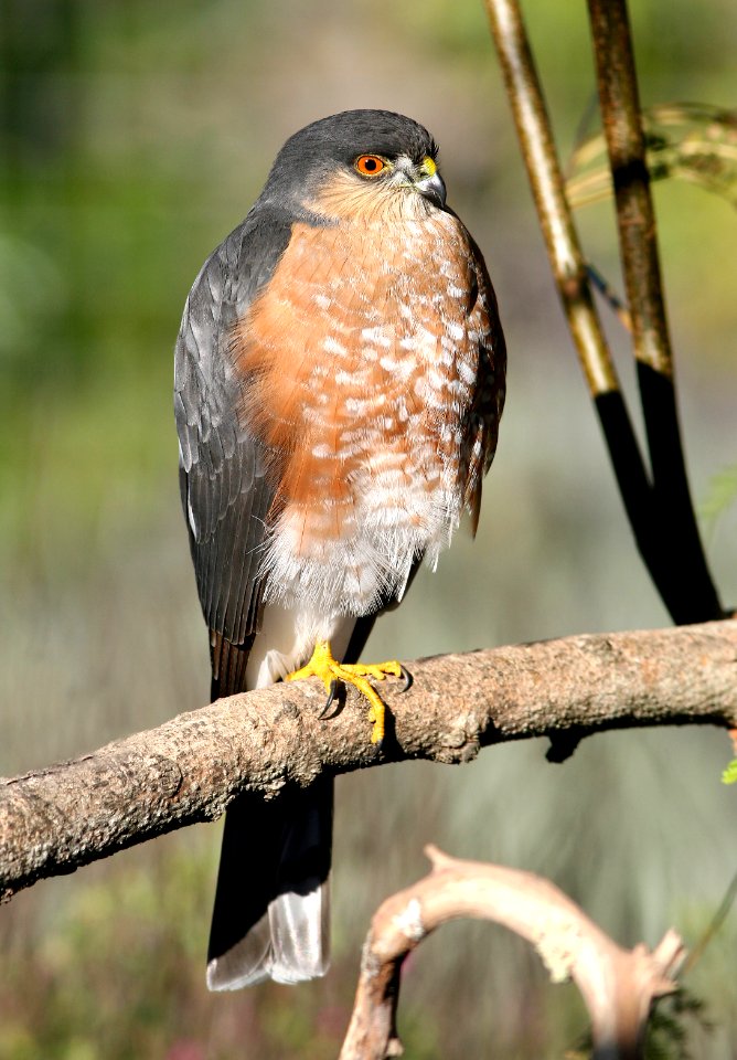 216 - SHARP-SHINNED HAWK (11-30-08) canet rd, slo, ca (1)