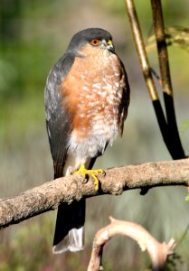 216 - SHARP-SHINNED HAWK (11-30-08) canet rd, slo, ca (1)