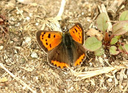 COPPER, AMERICAN (Lycaena phlaeas) (9-30-2018) cape elizabeth, cumberland co, me -01
