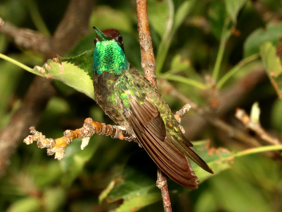 493 - RIVOLI'S HUMMINGBIRD (8-17-2018) madera canyon, santa cruz co, az -04