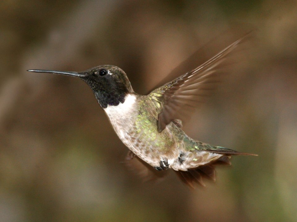 HUMMINGBIRD, BLACK-CHINNED -007