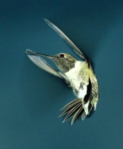 499 - BLACK-CHINNED HUMMINGBIRD (7-11-2014) 78 circulo montana, patagonia lake ranch estates, scc, az -01