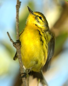837 - PRAIRIE WARBLER (4-27-2019) convention center, south padre island, cameron co, tx -04 photo
