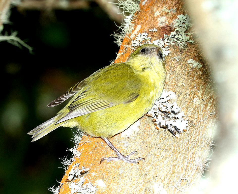 HAWAII CREEPER (8-30-2017) hakalau forest national wildlife refuge, hawaii co, hawaii -30 female (9)