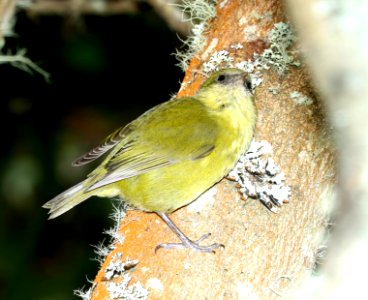 HAWAII CREEPER (8-30-2017) hakalau forest national wildlife refuge, hawaii co, hawaii -30 female (9)