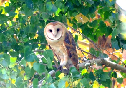 449 - BARN OWL (11-21-08) carrizo plain, slo co, ca