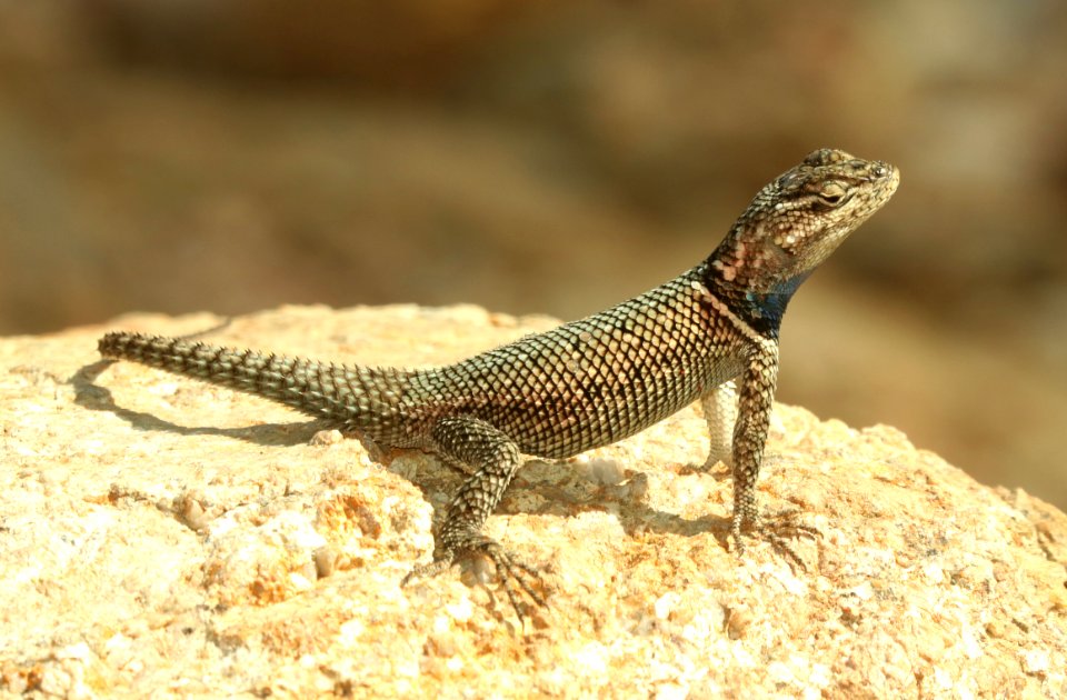 LIZARD, YARROW'S SPINY (Sceloporis jarrovii) (8-15-2015) ramsey canyon, cochise co, az -02