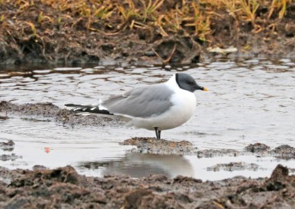 348 - SABINE'S GULL  (6-18-2016) barrow, alaska -01