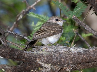 589 - VERMILION FLYCATCHER (5-2-2017) patagonia lake, santa cruz co, az -04