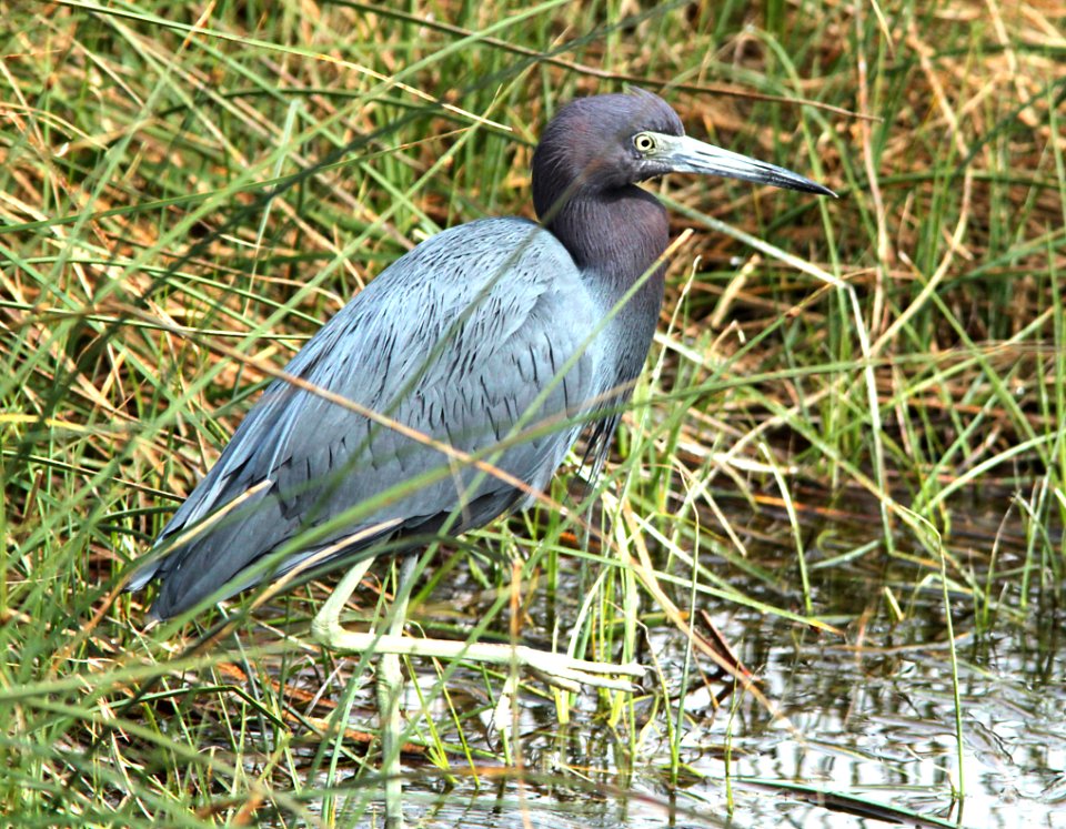 189 - LITTLE BLUE HERON (1-30-10) south padre island, tx  (1)