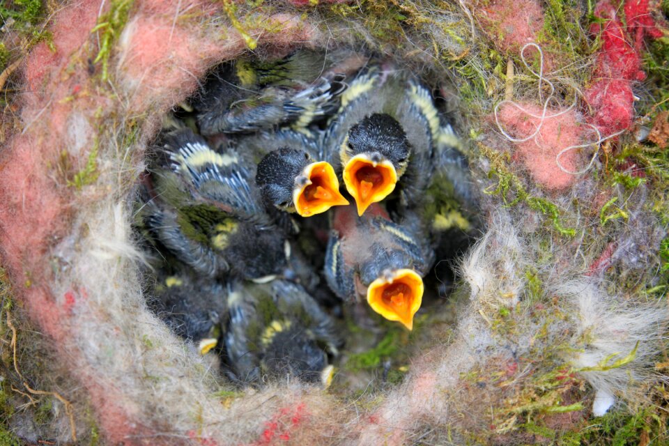 Bill nest feeding