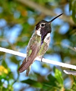 501 - COSTA'S HUMMINGBIRD (3-17-2017) 78 circulo montana, patagonia lake ranch estates, scc, az -02