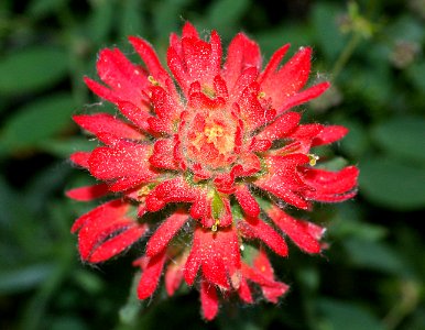 PAINTBRUSH, INDIAN (castilleja affinis) (4-30-09) coon ck, slo -02