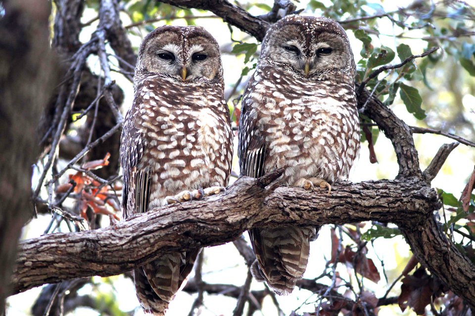 463 - SPOTTED OWL (1-29-12) s fork sycamore cyn east, scc, az - (2)