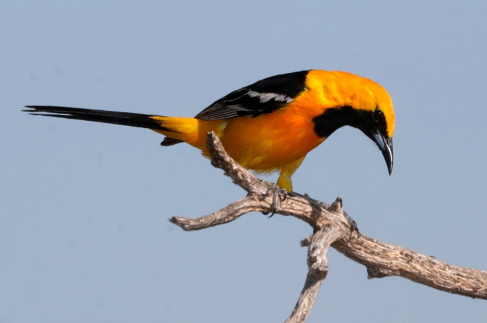945 - HOODED ORIOLE (5-20-2017) 78 circulo montana, patagonia lake ranch estates, scc, az -04