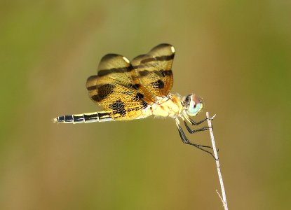 PENNANT, HALLOWEEN (Celithemis eponina) (6-16-2017) penny's bend, durham co, nc (2)