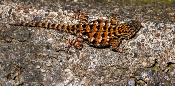 green spiny lizard (juvenile)