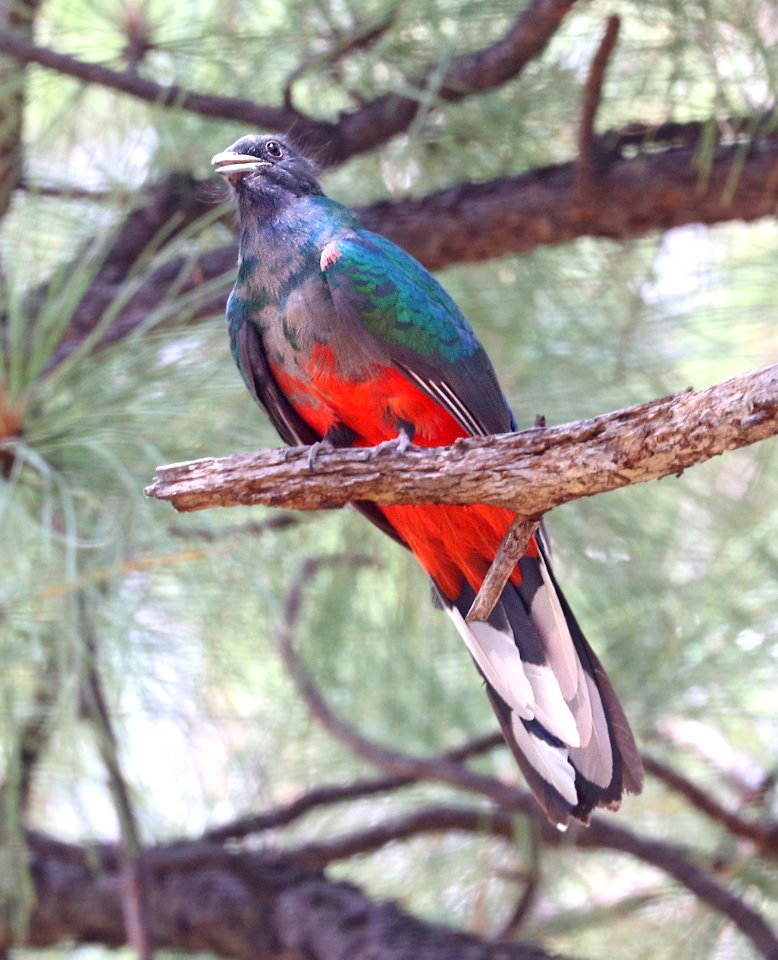 515 - EARED QUETZEL (6-13-2020) 31.8803, -109.2189,  fr42a, herb martyr rd, chiricahua mts, cochise co, az (6)