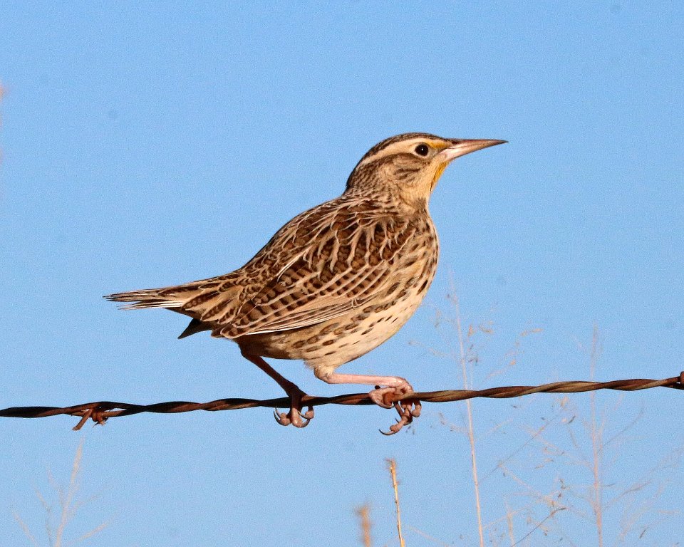 933 - WESTERN MEADOWLARK (12-14-2017) san rafael grasslands, santa cruz co, az -03