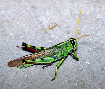 GRASSHOPPER, BIRDWING (Schistocerca sp) (11-18-2017) 78 circulo montana, patagonia lake ranch estates, scc, az -01