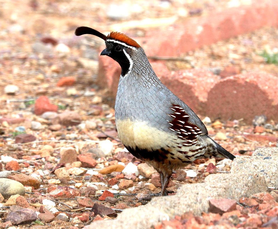 070 - GAMBEL'S QUAIL (3-21-2010) hereford, cochise co, az -01