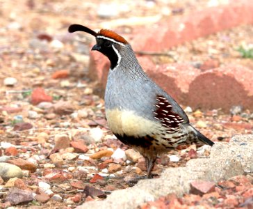 070 - GAMBEL'S QUAIL (3-21-2010) hereford, cochise co, az -01