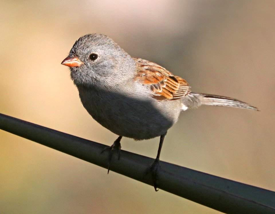 876 - BLACK-CHINNED SPARROW (11-17-2019) guindani trail, whetstone mts, cochise co, az -04