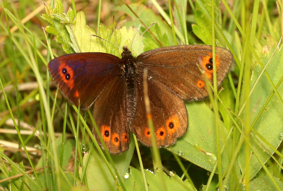 ALPINE, COMMON (Erebia epipsodea) (6-25-2018) grant co, or -01