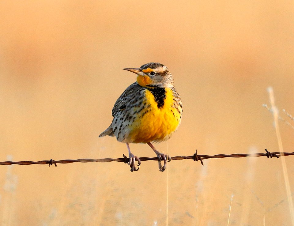 932 - LILIAN'S EASTERN MEADOWLARK (12-4-2017) san rafael grasslands, santa cruz co, az -04