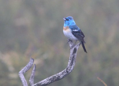 BUNTING, LAZULI (6-10-09) tv tower rd -03
