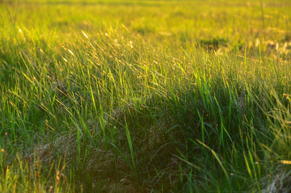 Meadow summer environment