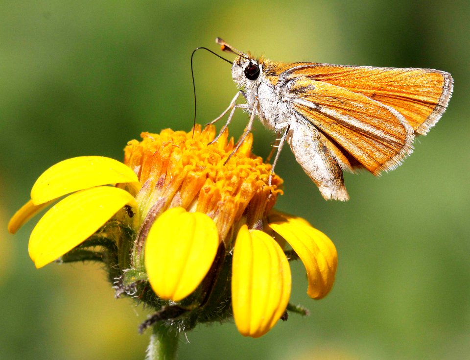 SKIPPERLING, SOUTHERN (Copaeodes minima) (4-18-12) national butterfly center, mission, tx  (1)