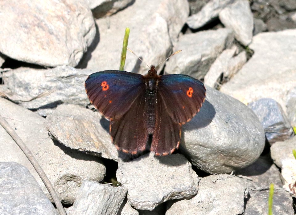 ALPINE, ROSS' (Erebia rossii) (6-11-2016) kougerok road, nome, alaska -01