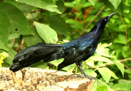 939 - GREAT-TAILED GRACKLE (4-30-2019) national butterfly center, hidalgo co, tx -02