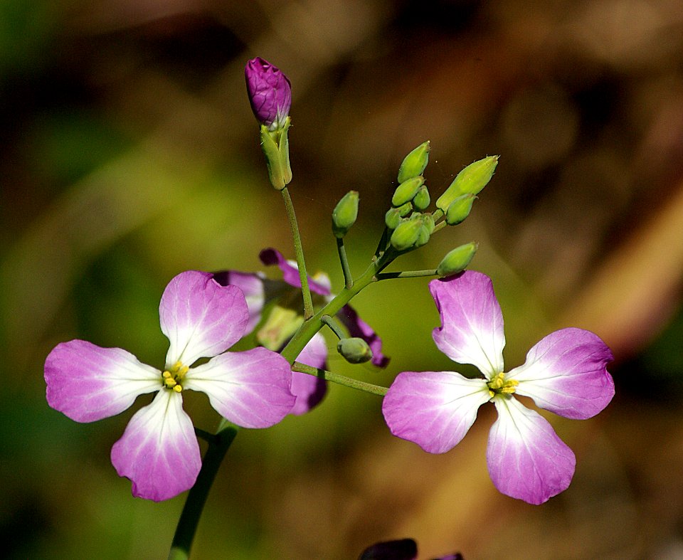 WILD RADISH (papaanus sativus) (3-15-07)-2
