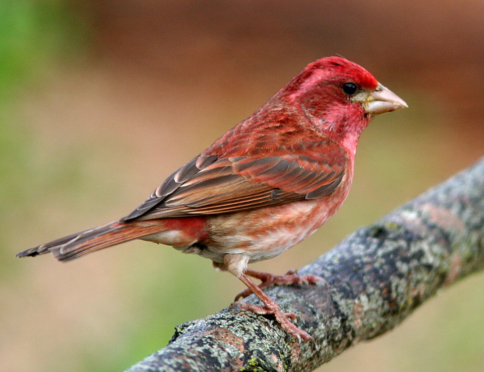 FINCH, PURPLE (4-20-07) male -2