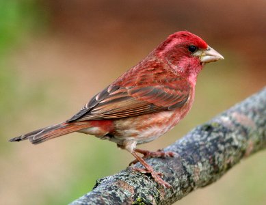 FINCH, PURPLE (4-20-07) male -2 photo