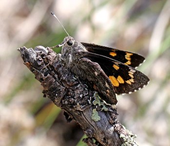 GIANT-SKIPPER, HUACHUCA (Agathymus evansi) (10-3-11) sawmill canyon, huachuca mts, cochise co, az -01a