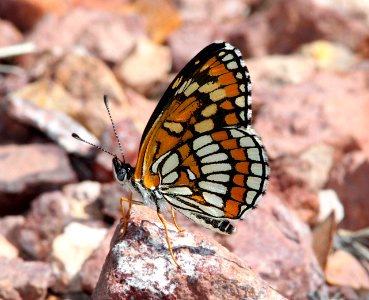 CHECKERSPOT, THEONA (Chlosyne theona) (9-23-11) upper humboldt canyon, patagonia hills, scc, az -07