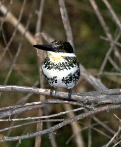 520 - GREEN KINGFISHER (12-11-2015) sonoita creek state natural area, santa cruz co, az -09