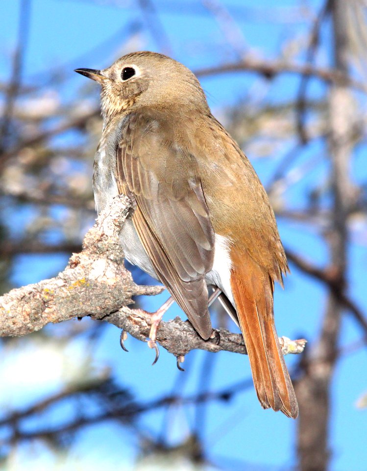 745 - HERMIT THRUSH (12-15-11) humboldt cyn, patagonia mts, scc, az - (4)