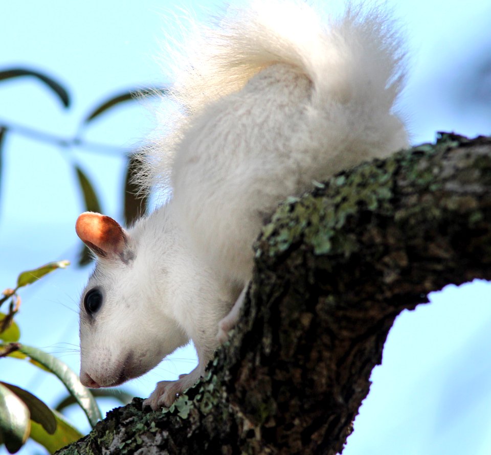 SQUIRREL, EASTERN GRAY (Sciurus carolinensis) (3-18-13) white morph, wakulla co, fl -02
