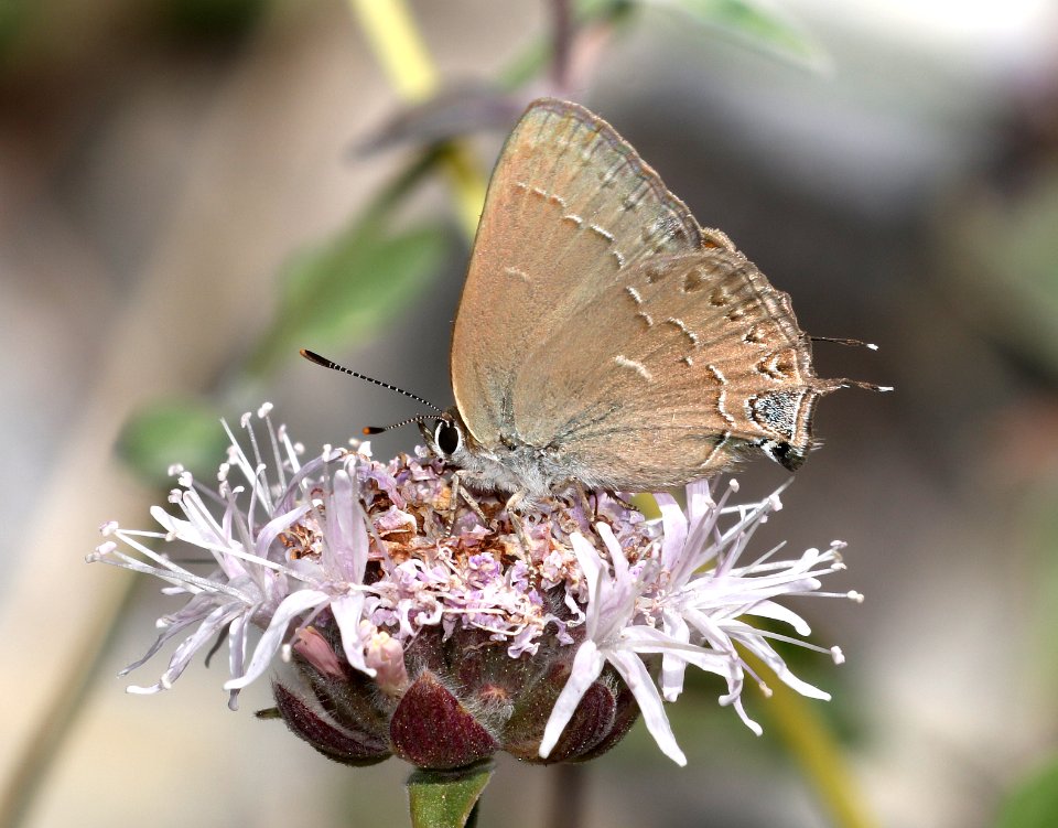 HAIRSTREAK, HEDGEROW (Satyrium saepium)  (8-9-2017) placer co, ca -02