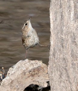 694 - WINTER WREN (2-11-2017) patagonia lake, santa cruz co, az -07
