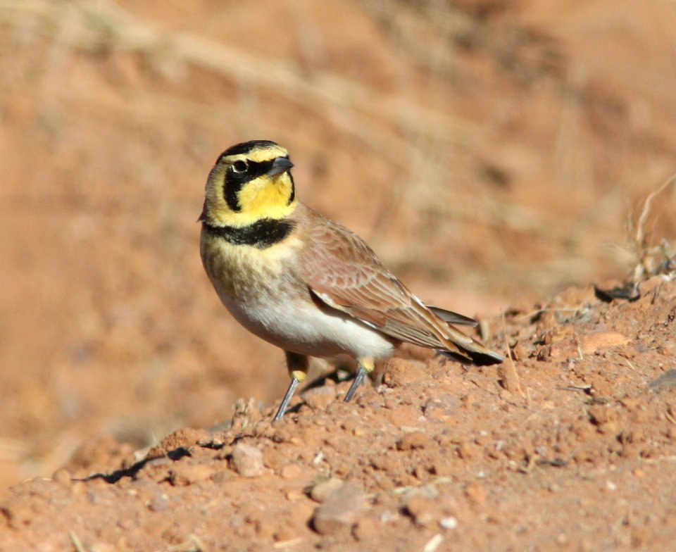 LARK, HORNED (11-20-10) san rafael grasslands, scc, az -03